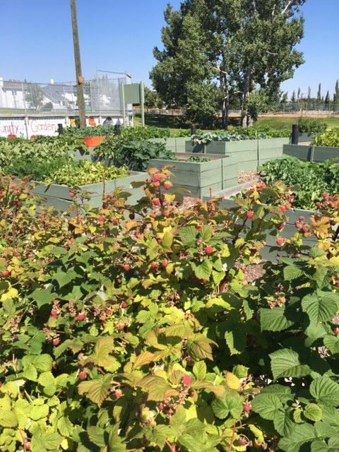 Millrise Community Garden